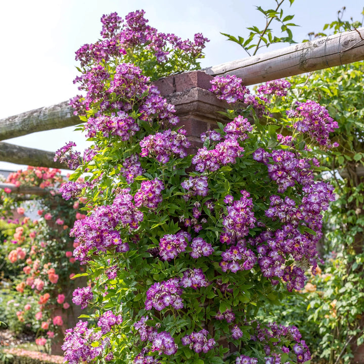 Trossen violet-paarse bloemen met goudgele meeldraden, op een krachtige rambler.