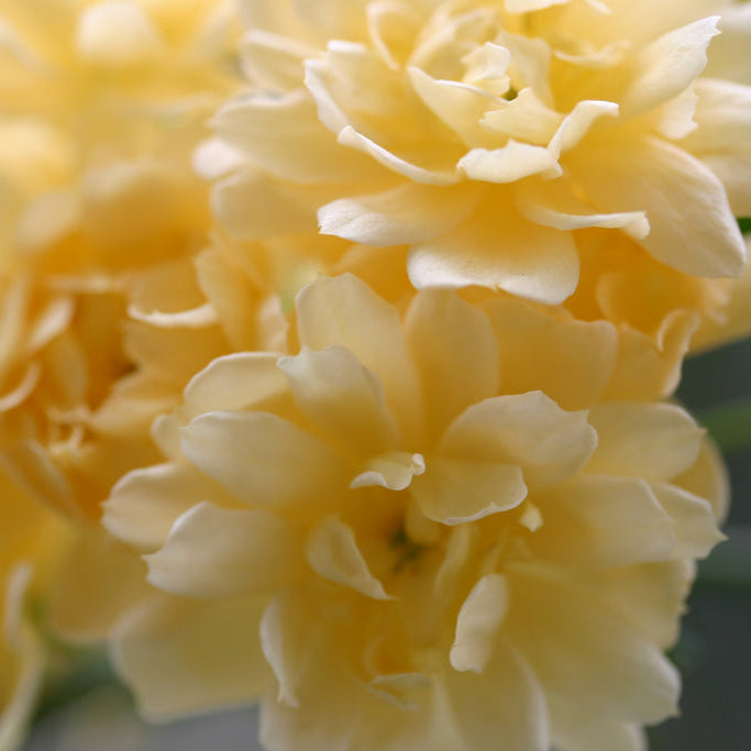 Banksiae Lutea (XL Climbing Rose)