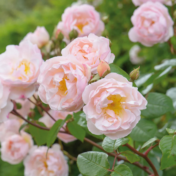 Dame des Sees (Ausherbert)