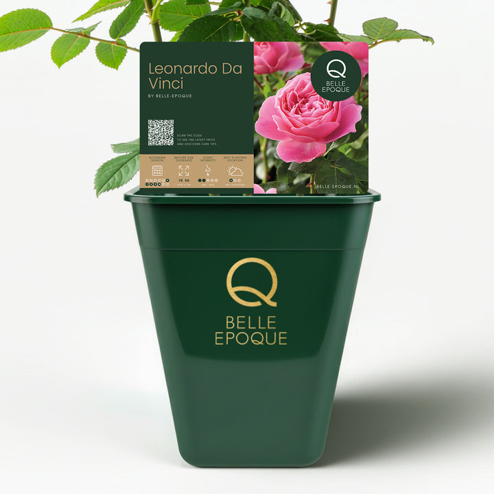 Leonardo da Vinci (XL Klimroos)