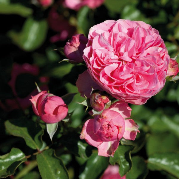 Leonardo da Vinci (XL Klimroos)