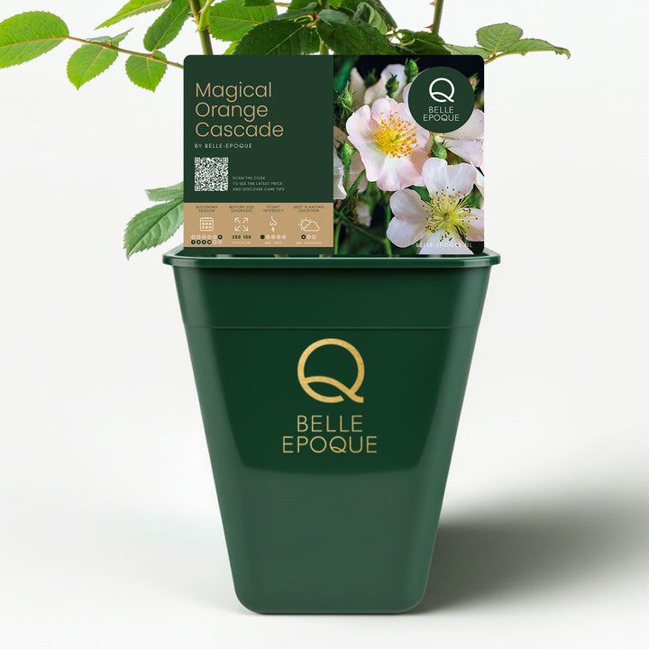 Cascade Orange Magique (NOUVEAU 2026)