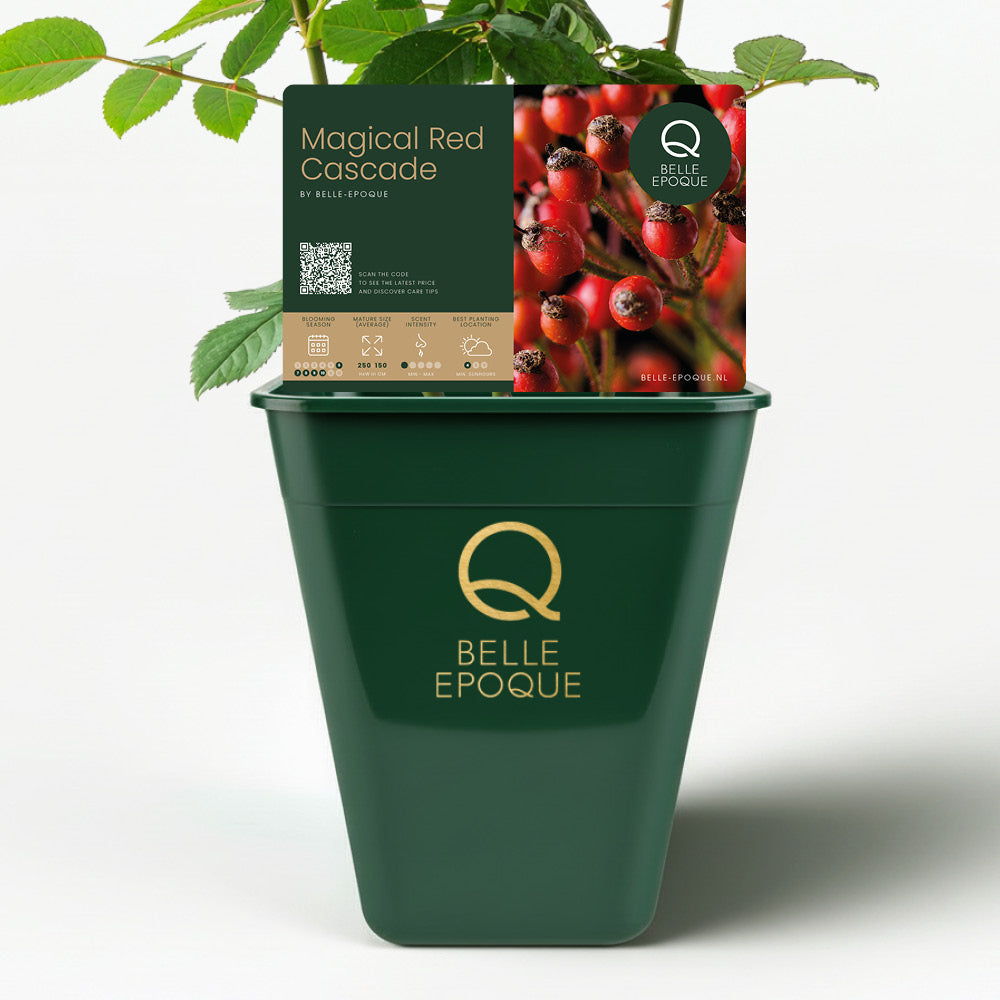 Magische Rote Kaskade (NEU 2026)