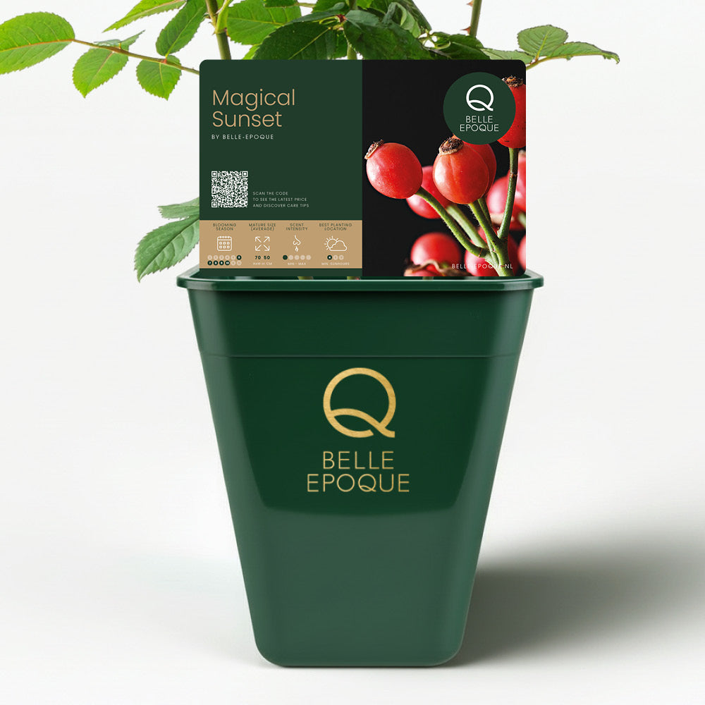 Magical Sunset (NEW 2026)