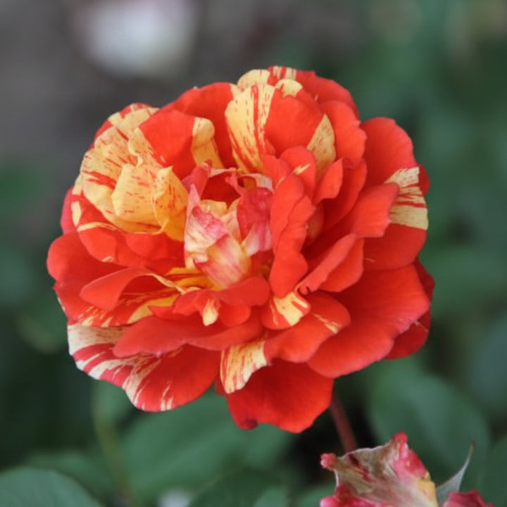 Rose japonaise BI – Matsuri (Fête) (NOUVEAU 2026)