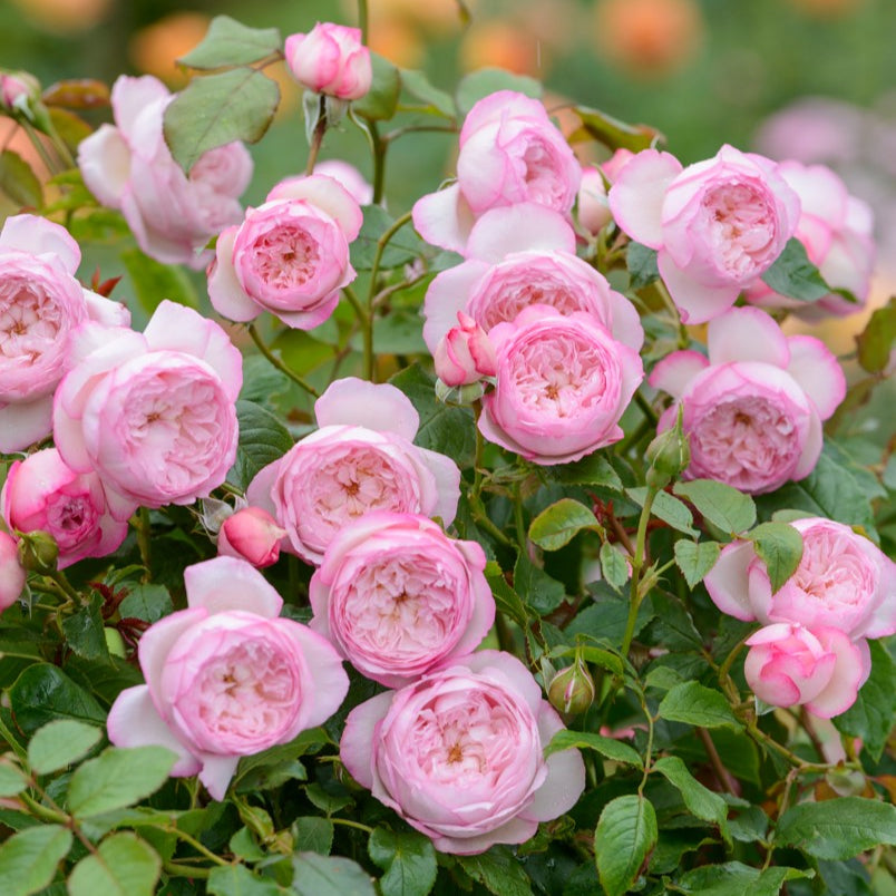 The Mill on the Floss (Austulliver) (op stam)