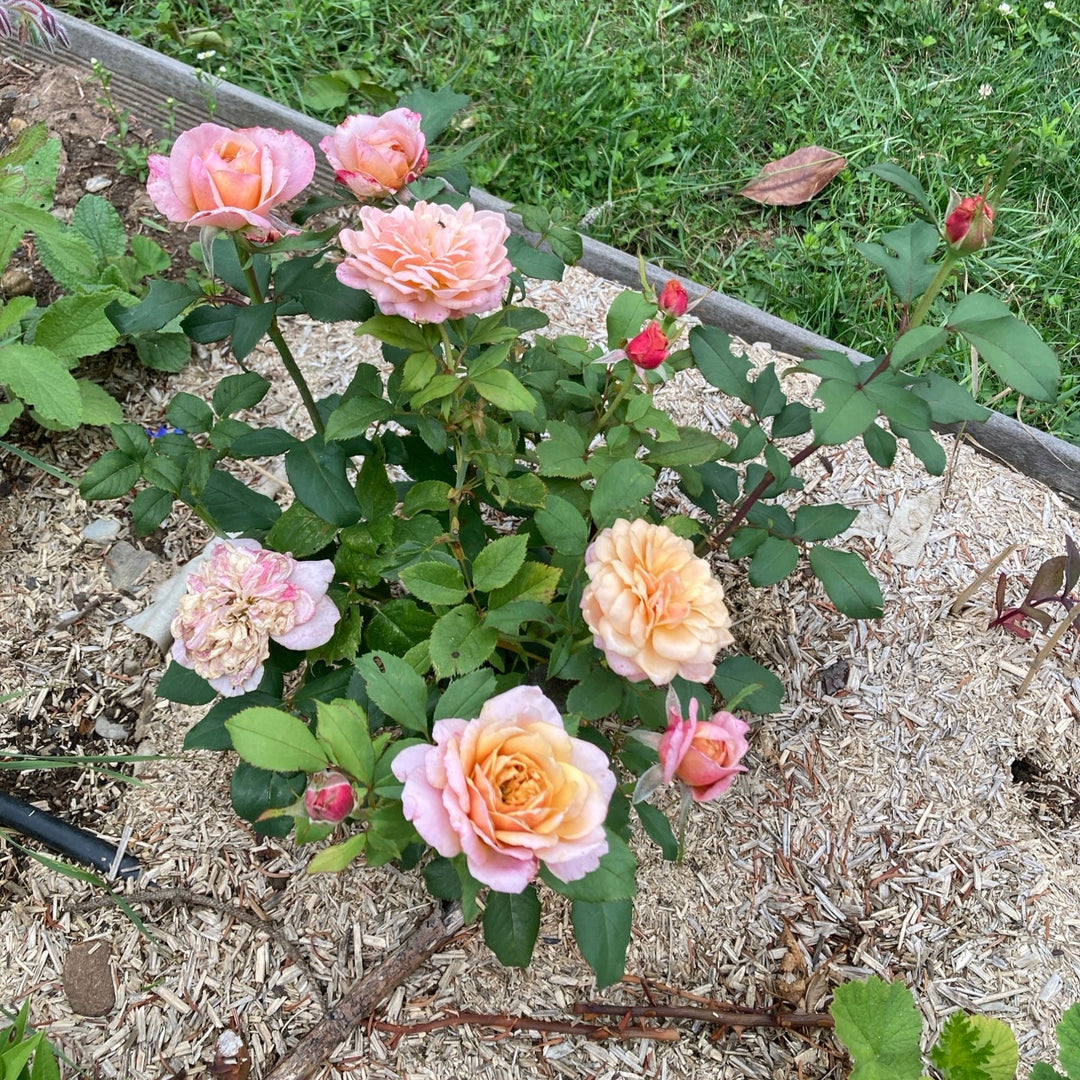 Japanese rose Miyabi Gen (Wabara)