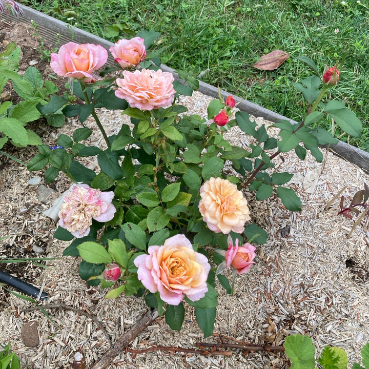 Japanese rose Miyabi Gen (Wabara)