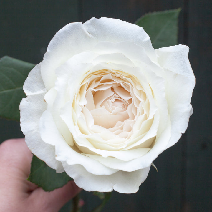 Japanse roos Princess Miyuki (Eerste sneeuw)