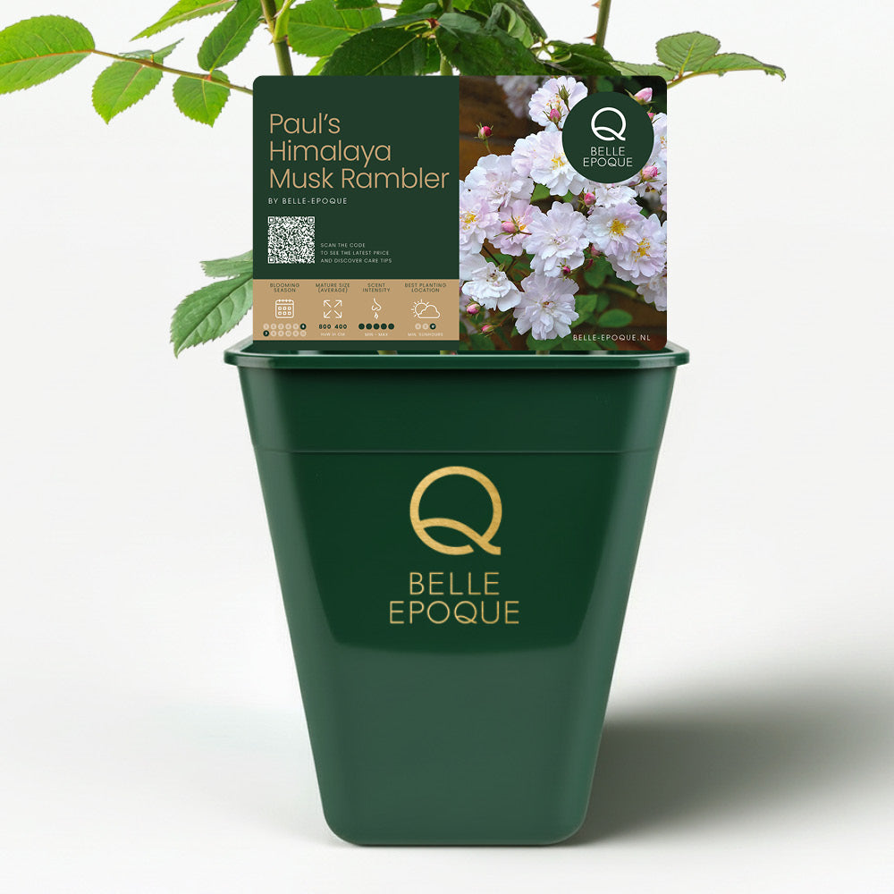 Pauls Himalaya-Moschus-Rambler