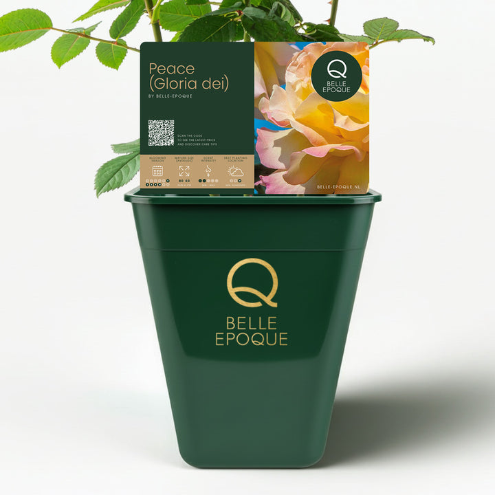 Paix / Gloire de Dieu