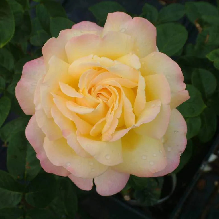 Paix / Gloire de Dieu