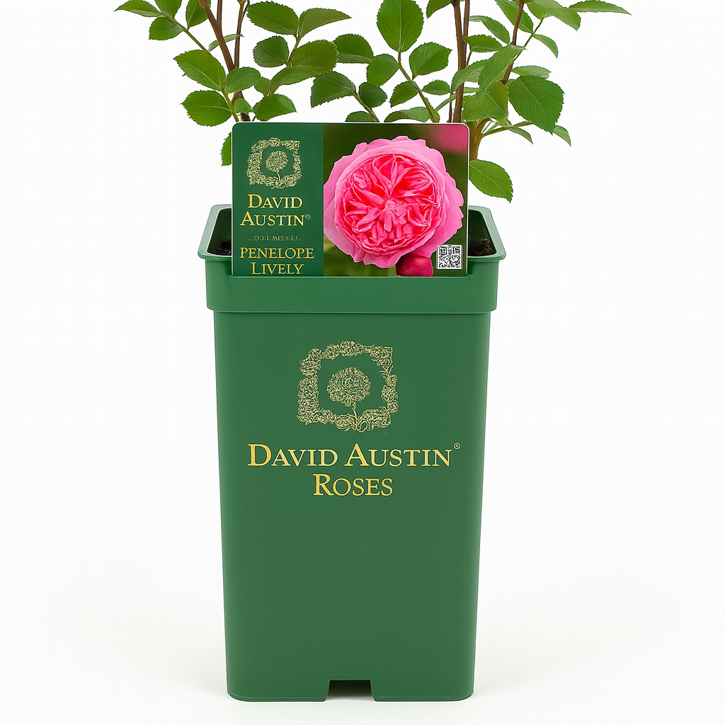 Penelope Lively (Aus18a15)