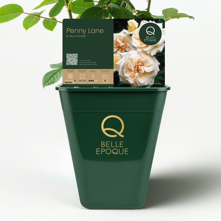 Penny Lane (XL klimroos)