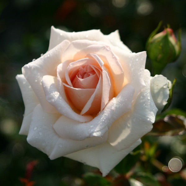 Penny Lane (XL klimroos)