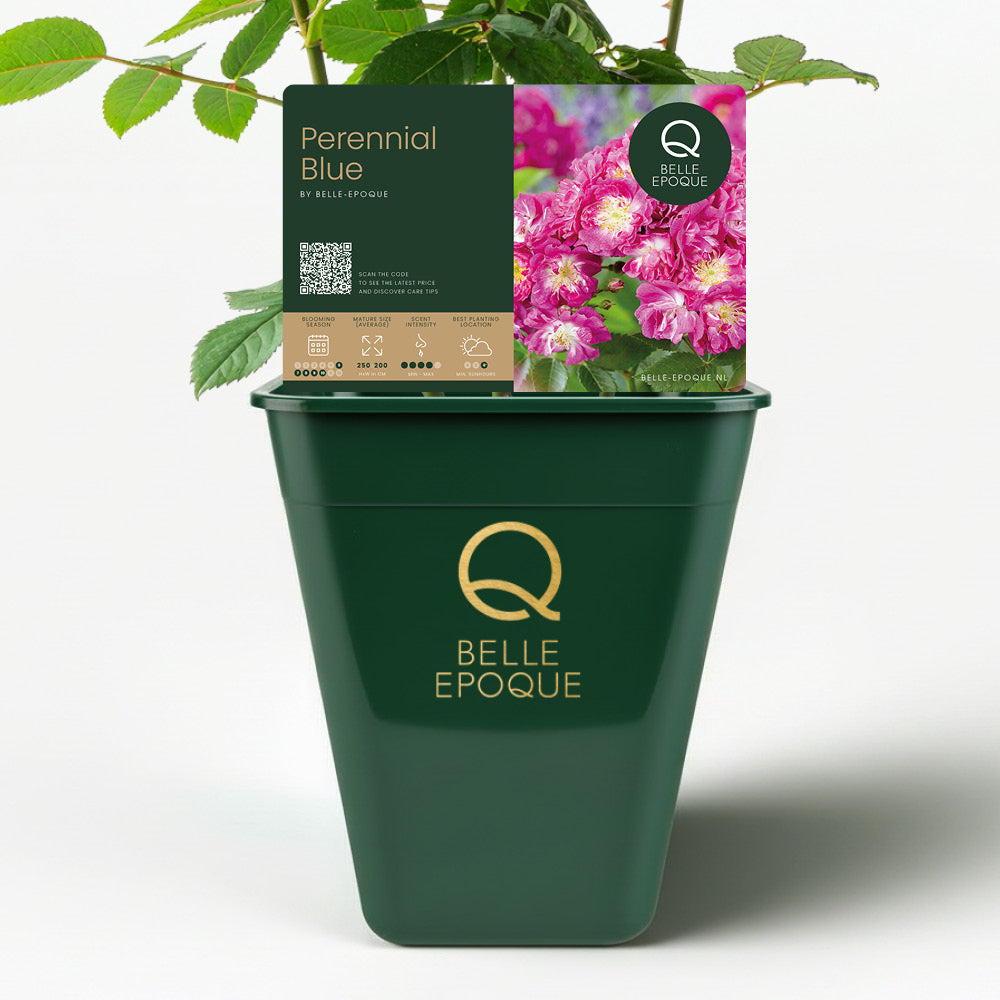 Perennial Blue (XL Klimroos)