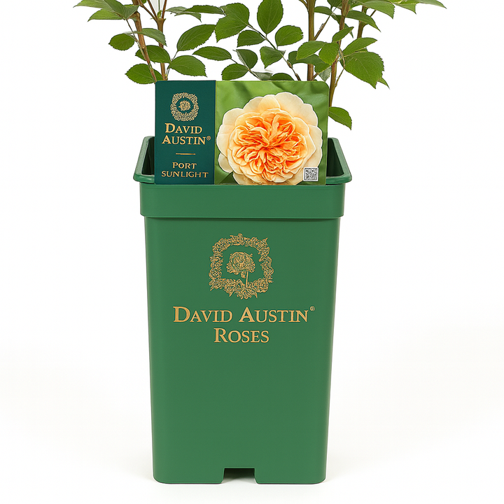 Port Sunlight (Auslofty)