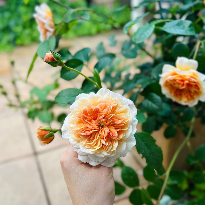 Port Sunlight (Auslofty)