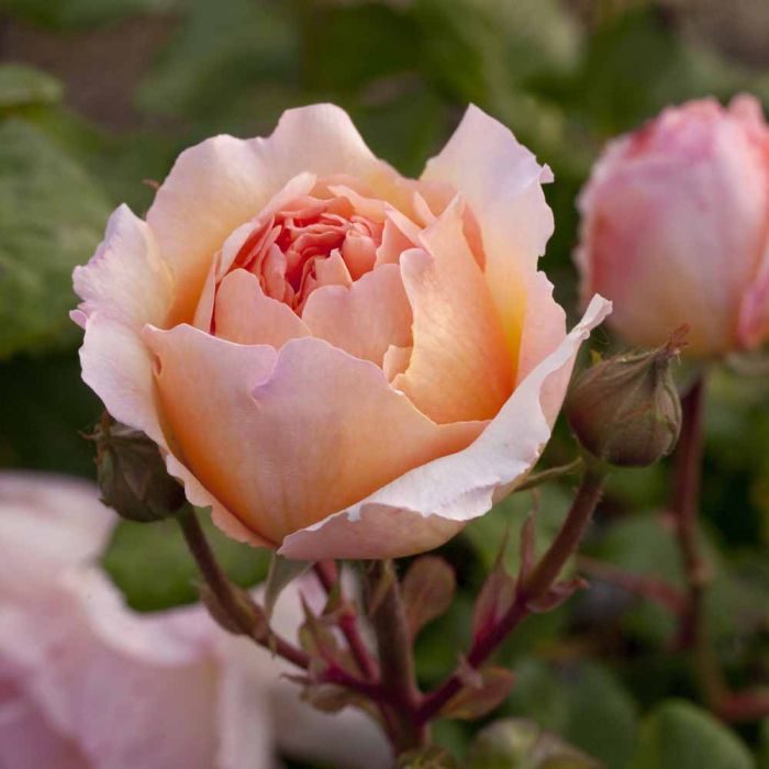 Princesse Charlène de Monaco