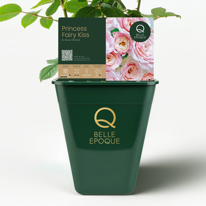 Rose du Japon Princesse Baiser de Fée