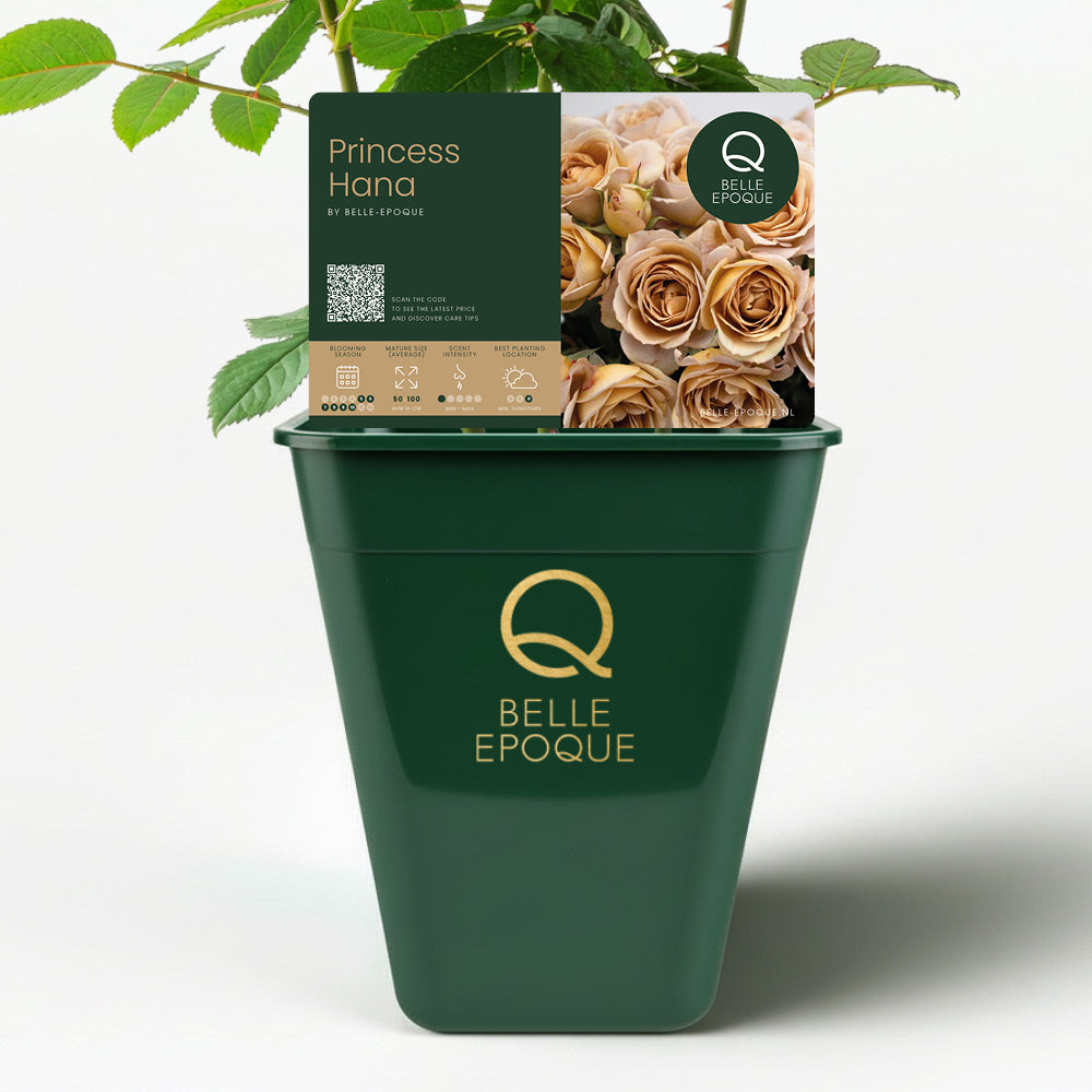 Rose du Japon Princesse Hana Spray (NOUVEAU 2026)