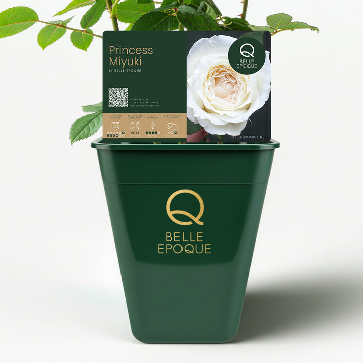 Japanse roos Princess Miyuki (Eerste sneeuw)