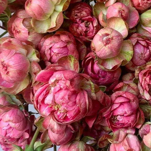 Rose japonaise Princess Pinku Spray