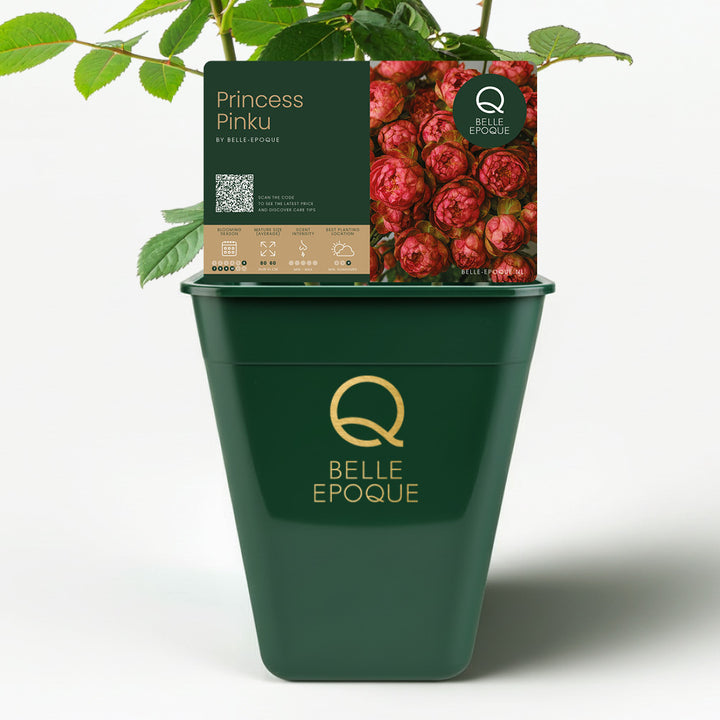 Rose japonaise Princess Pinku Spray