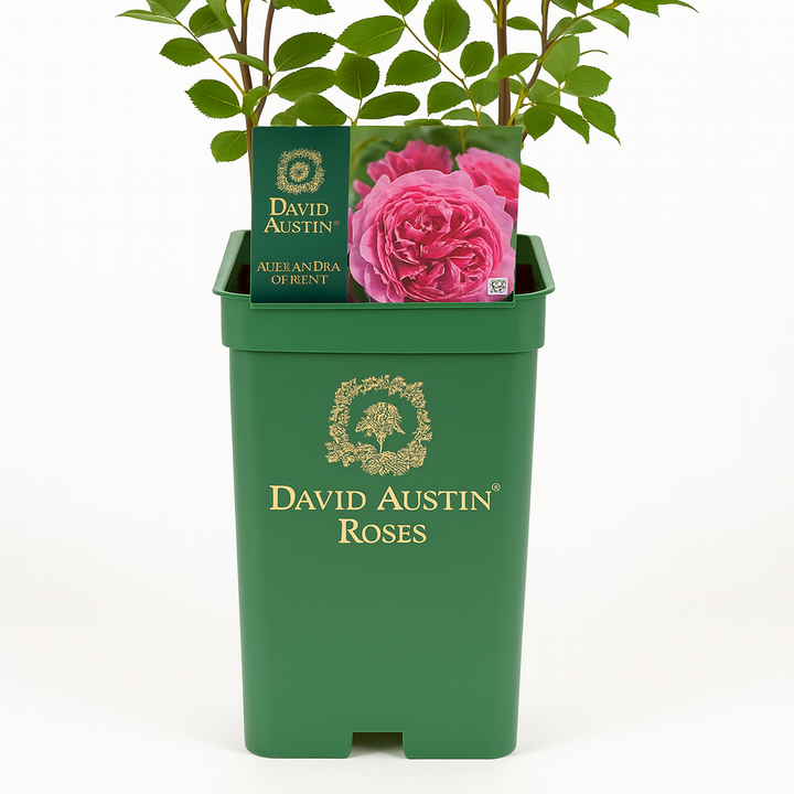 Princesse Alexandra de Kent (Ausmerchant) (sur tige)