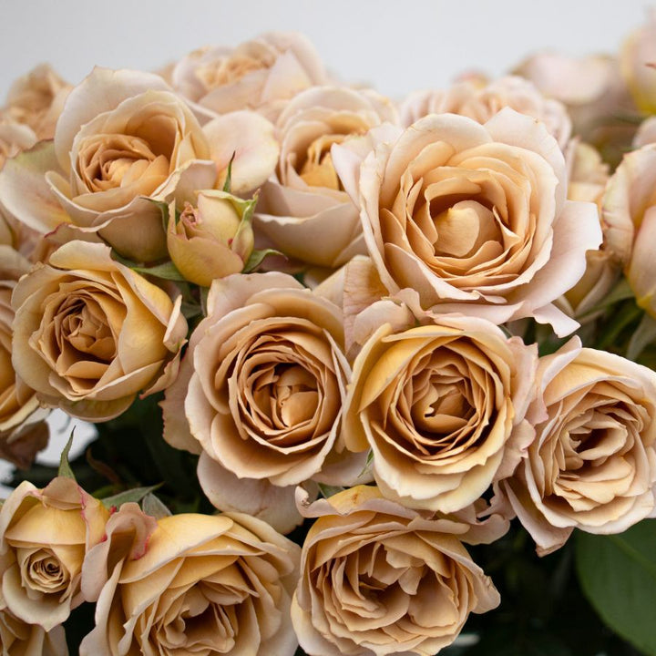 Rose du Japon Princesse Hana Spray (NOUVEAU 2026)