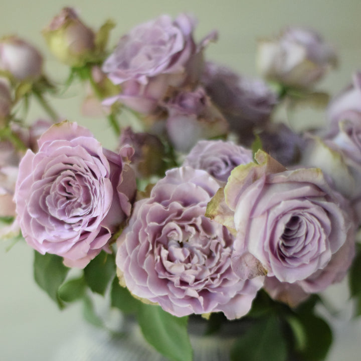 Japanse roos  Princess Kaori (Fragrant)