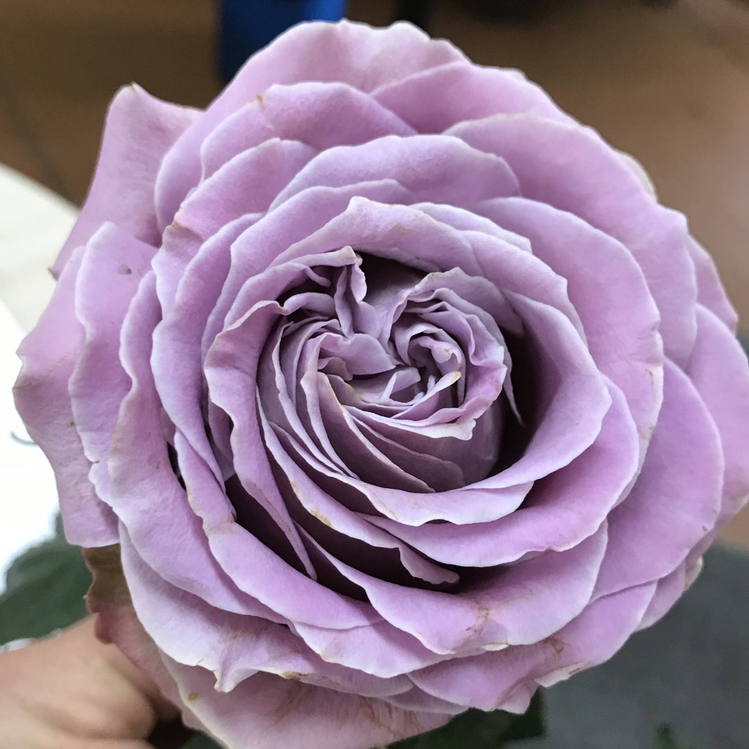 Japanse roos  Princess Kaori (Fragrant)