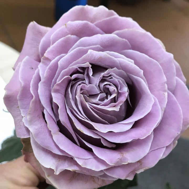 Japanse roos  Princess Kaori (Fragrant)