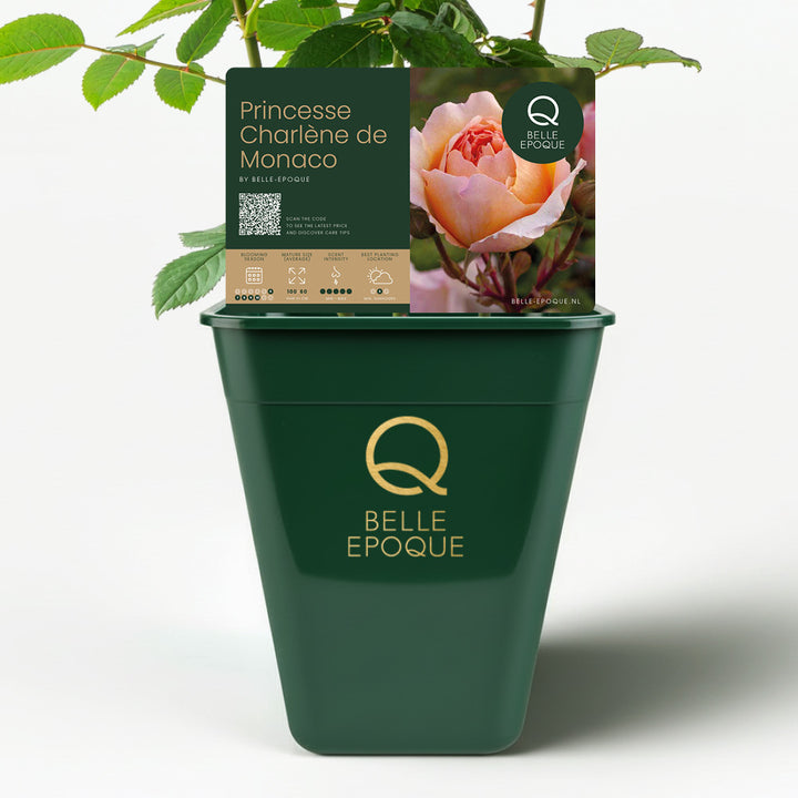 Princesse Charlène de Monaco