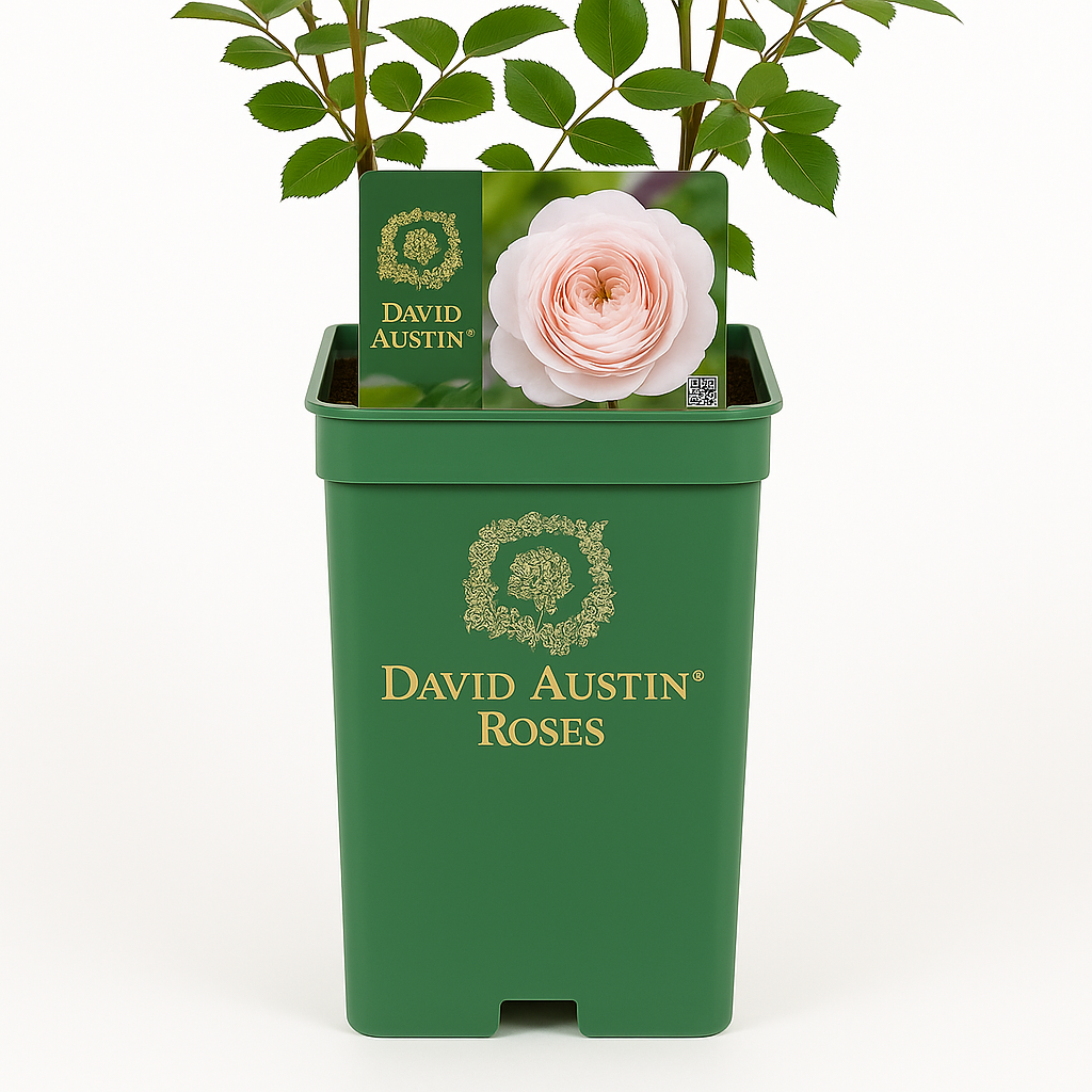 Königin von Schweden (Austiger)