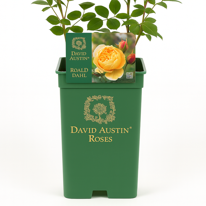 Roald Dahl (Ausowlich) (sur tige)