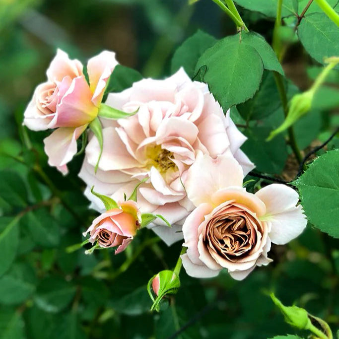 Japanese rose Ioli