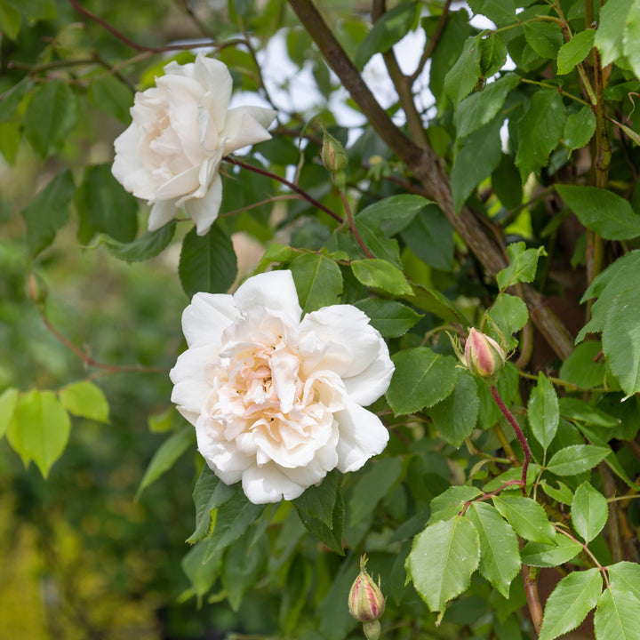 Madame Alfred Carrière (Grande rose grimpante)