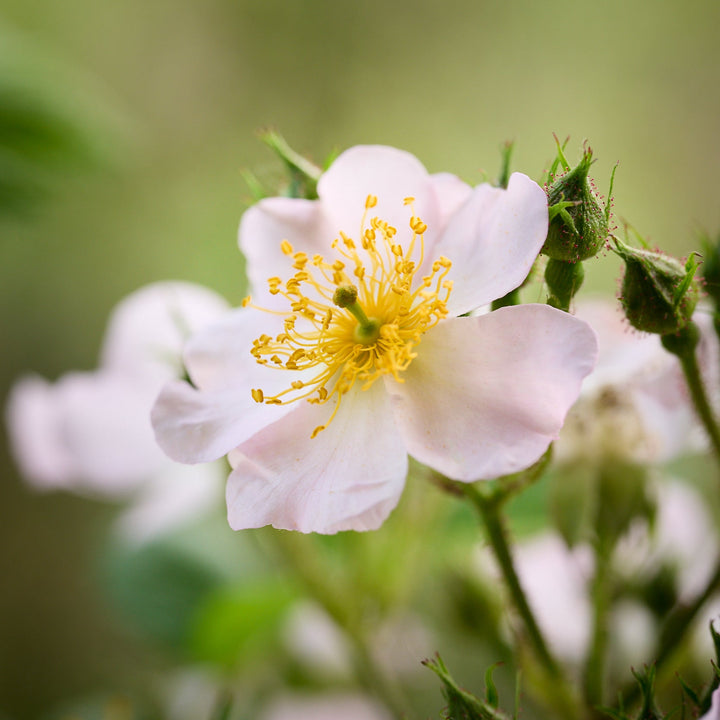 Cascade Orange Magique (NOUVEAU 2026)