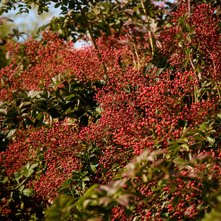 Cascade Orange Magique (NOUVEAU 2026)