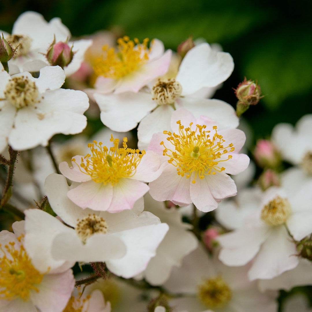 Cascade Orange Magique (NOUVEAU 2026)