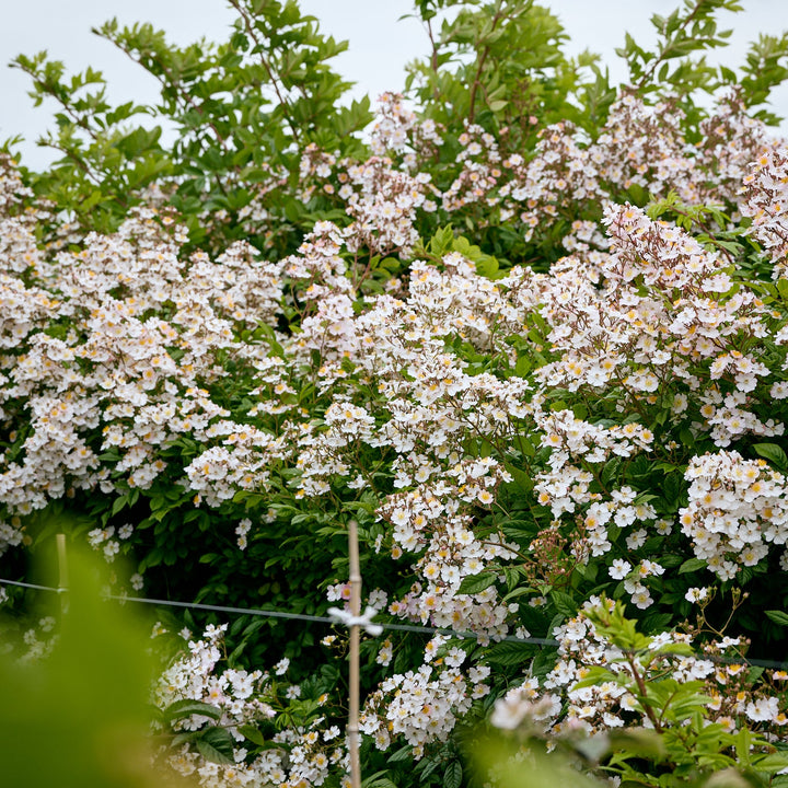 Cascade Orange Magique (NOUVEAU 2026)