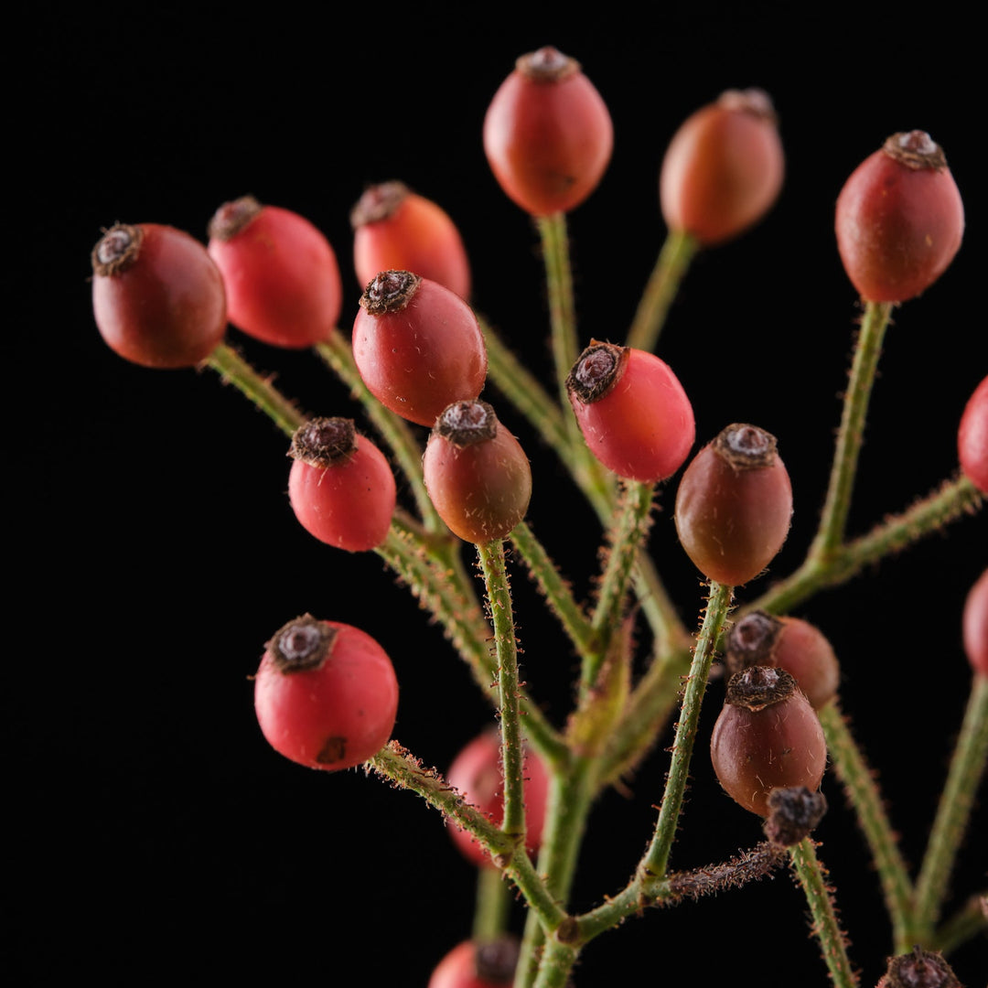 Cascade Orange Magique (NOUVEAU 2026)