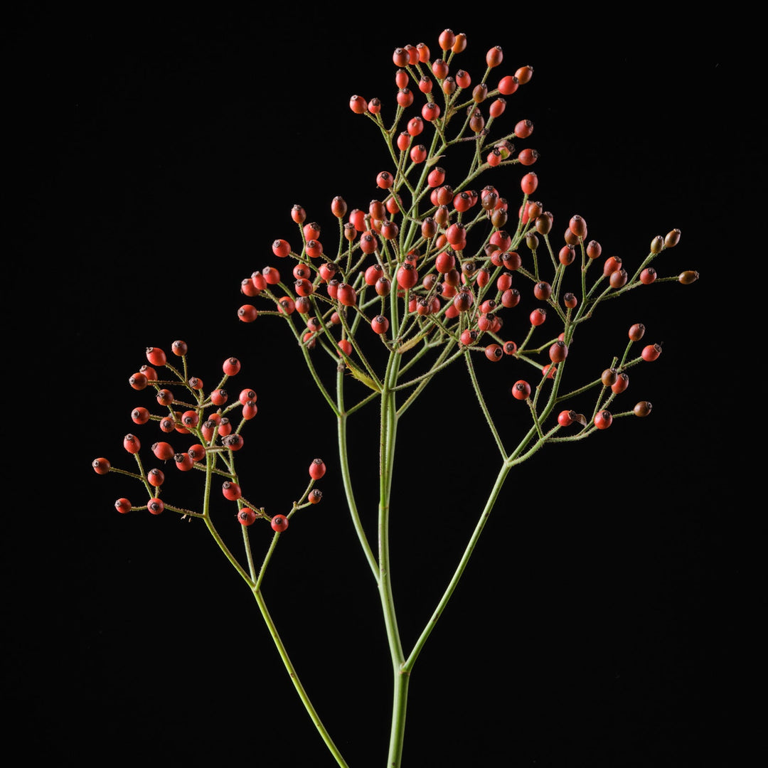 Cascade Orange Magique (NOUVEAU 2026)