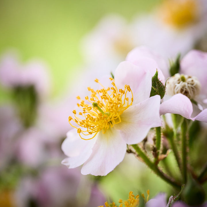 Magische Rote Kaskade (NEU 2026)