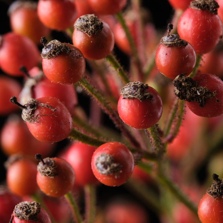 Magische Rote Kaskade (NEU 2026)