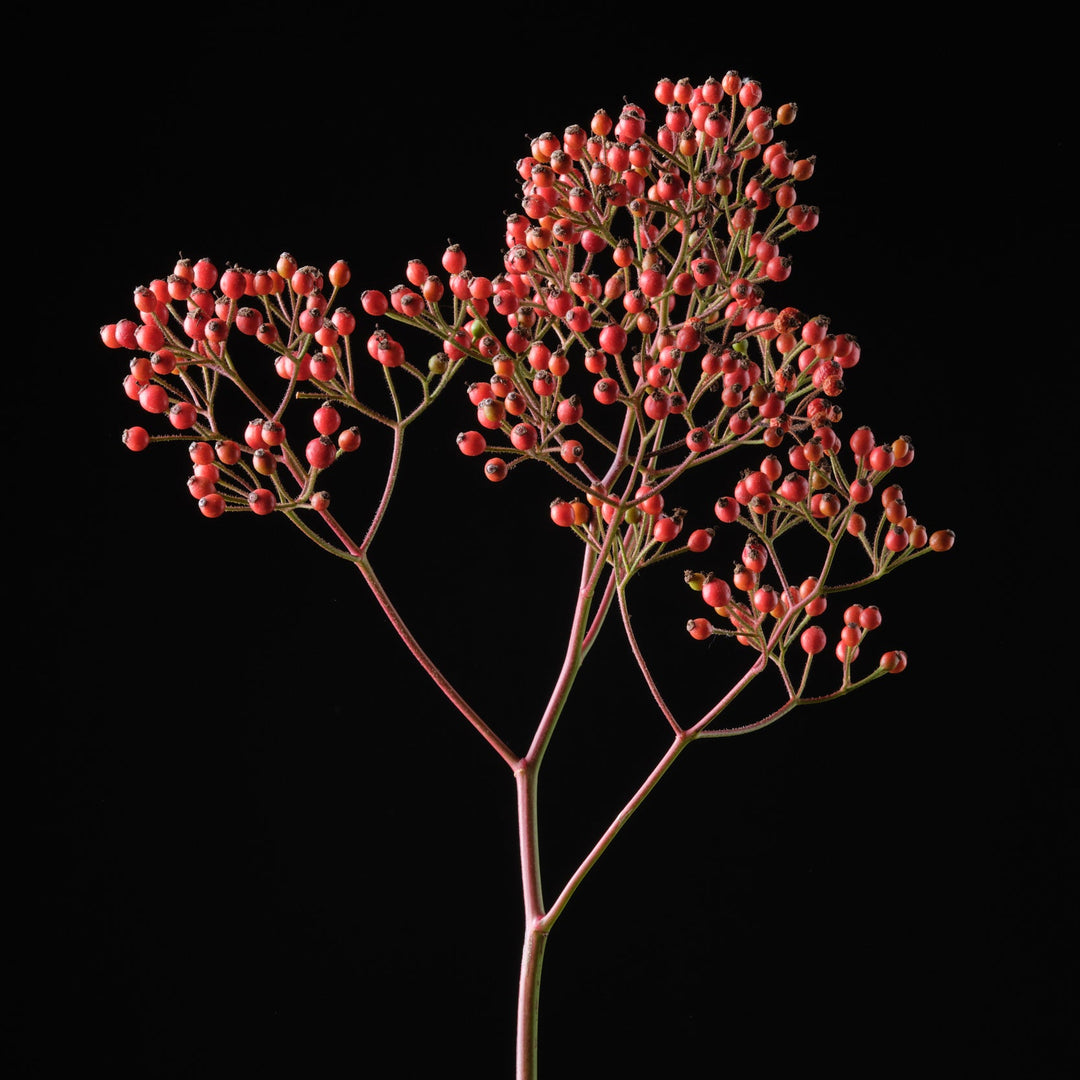 Magische Rote Kaskade (NEU 2026)