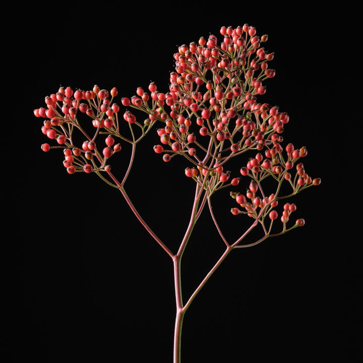 Magische Rote Kaskade (NEU 2026)