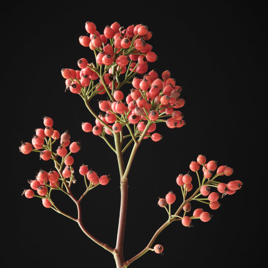 Magical Sunset (NEW 2026)