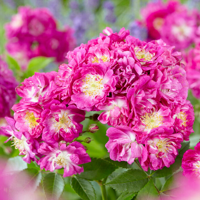 Perennial Blue (XL Klimroos)